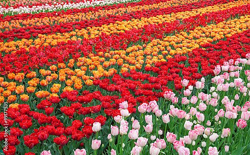 Поле с разноцветными тюльпанами