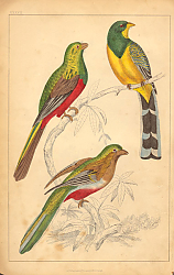 Постер Birds 12
