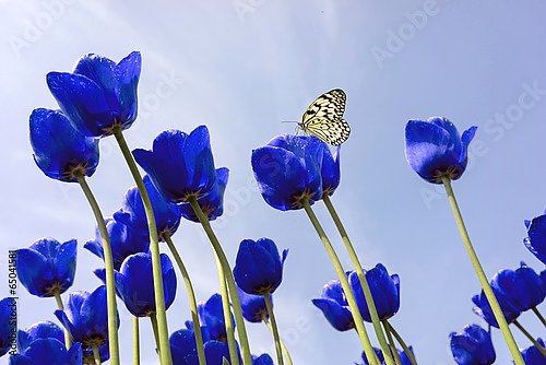 Бабочка на синих тюльпанах