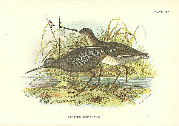 Spotted Redshank 1