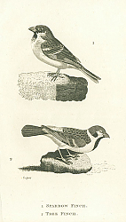 Постер Sparrow Finch, Tree Finch
