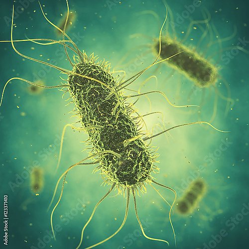 Бактерия сальмонеллы
