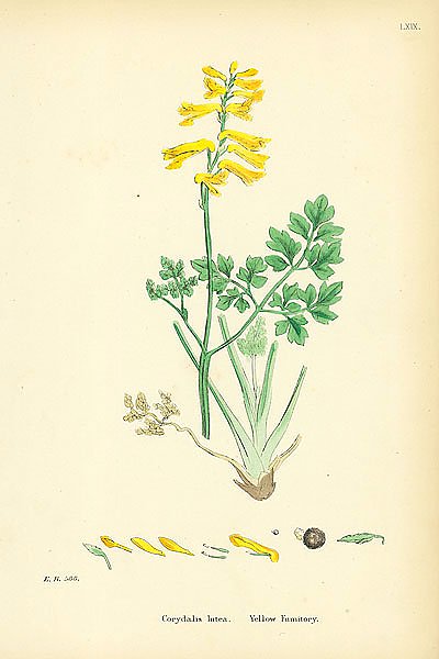 Corydalis Lutea. Yellow Fumitory. 2
