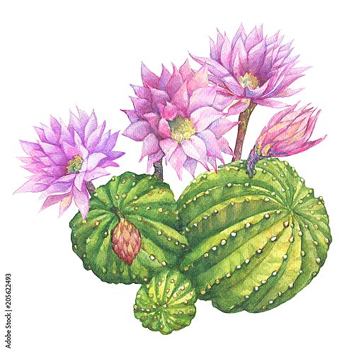  Эхинопсис Эрьесо светло-розовыми нежными цветами