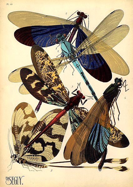 Insects by E. A. Seguy №2