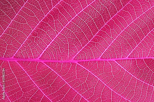 Абстрактный розовый лист 