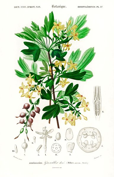 Смородина золотистая (Ribes Aureum)