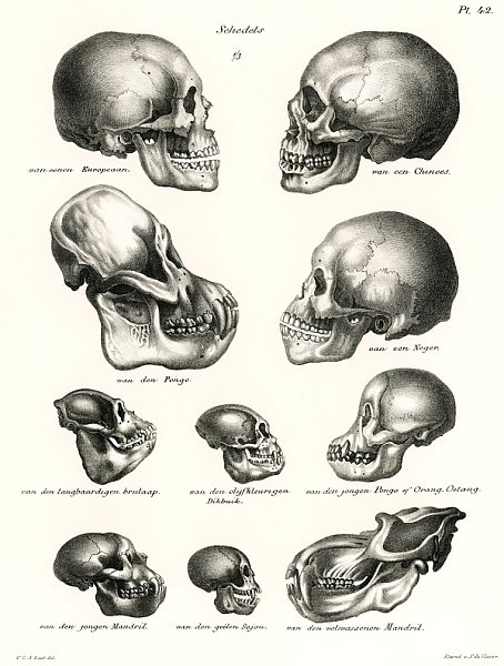 Человеческие и обезьяньи черепа из полной естественной истории млекопитающих (1845)
