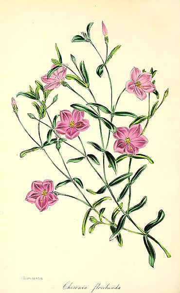 Chironia Floribunda