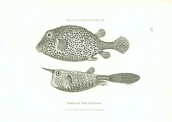 Постер Biaculeated Trunk-fish, Hornet Trunk-fish Постер Biaculeated Trunk-fish, Hornet Trunk-fish