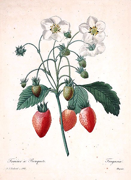 Ветка клубники с ягодами
