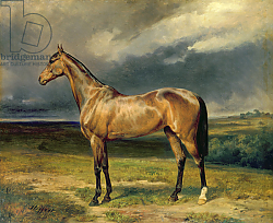 Постер Стеффек Карл 'Abdul Medschid' the chestnut arab horse, 1855 Постер Стеффек Карл 'Abdul Medschid' the chestnut arab horse, 1855