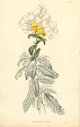 Постер Calceolaria Rugosa 1