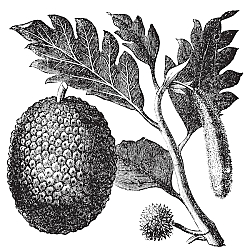 Постер Breadfruit, Artocarpe or Artocarpus altilis old engraving. Постер Breadfruit, Artocarpe or Artocarpus altilis old engraving.