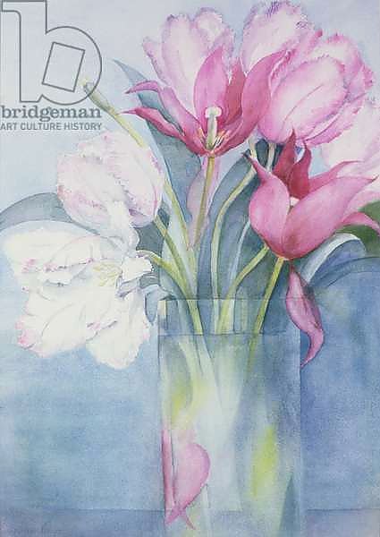 Pink Parrot Tulips and Marlette
