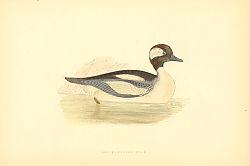 Постер Buffel-Headed Duck 2