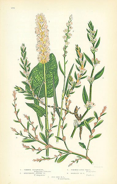 Common Buckwheat, Viviparous Alpine, Common Knot Grass, Roberts, Sea Side
