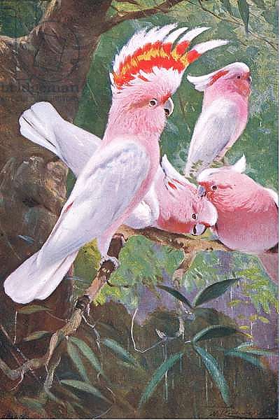 Leadbeater's Cockatoo, illustration from'Wildlife of the World', c.1910