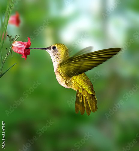 Колибри у цветка