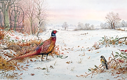 Постер Даннер Карл (совр) Pheasant and bramblefinch in the snow Постер Даннер Карл (совр) Pheasant and bramblefinch in the snow