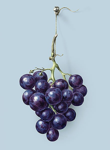 Гроздь синего винограда на голубом фоне