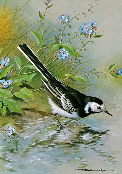British Birds - Pied Wagtail
