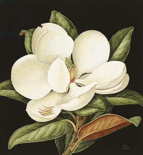 Magnolia Grandiflora, 2003