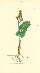 Постер Sowerby Ботаника №15