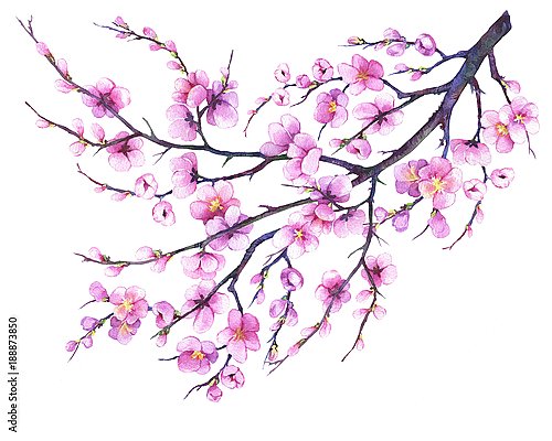 Восточная вишневая ветка с розовыми цветами 1
