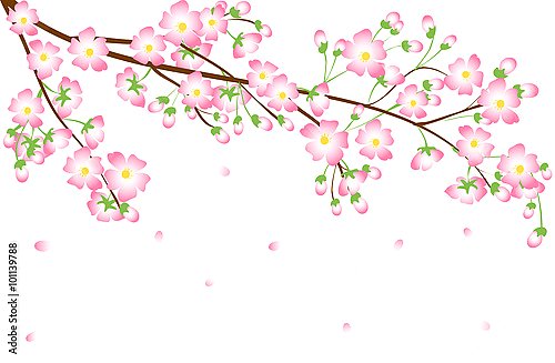 Ветка цветущей вишни с падающими лепестками