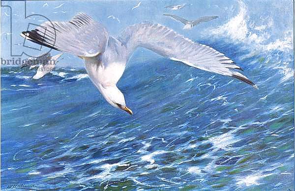 Silver Gull, from Wildlife of the World published by Frederick Warne & Co, c.1900