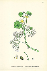 Постер Ranunculus Heterophyllus. Various Leaved Water-crowfoot.