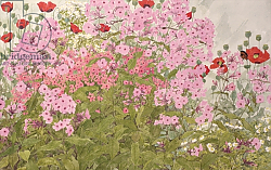 Постер Бентон Линда (совр) Pink Phlox and Poppies with a Butterfly Постер Бентон Линда (совр) Pink Phlox and Poppies with a Butterfly