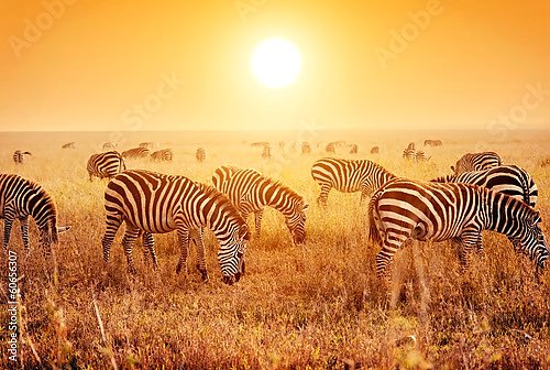 Зебры в саванне на закате 2