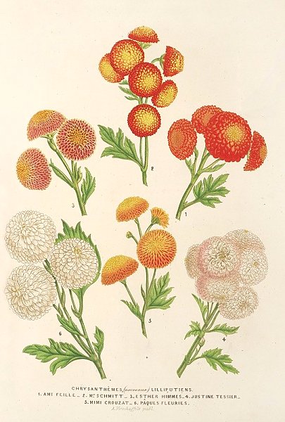 Chrysanthèmes Lilluputiens