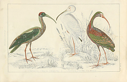 Постер Papillated Ibis, White Ibis, metallic Ibis Постер Papillated Ibis, White Ibis, metallic Ibis