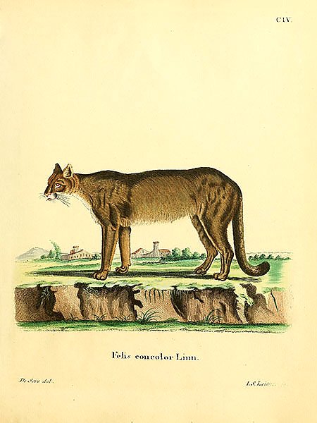 Американская пума