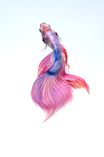 Постер Розовая рыбка