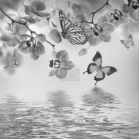 Черно-белое