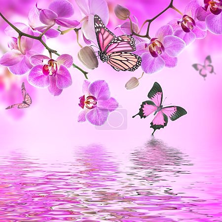 Бабочки и орхидеи в розовом оттенке