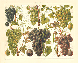 Постер Виноград 1
