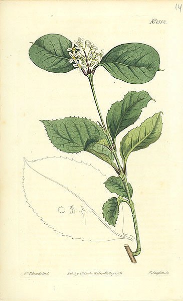 Curtis Ботаника №3 1