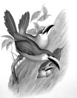 Черно-белое