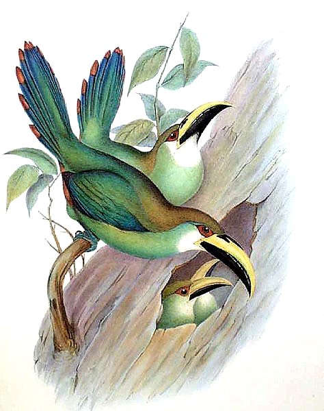 Golden-green Groove-bill