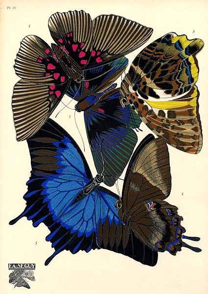 Papillons by E. A. Seguy №8