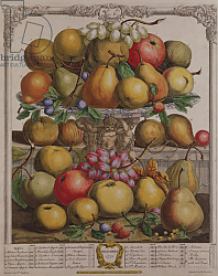 Постер Кастилс Питер December, from 'Twelve Months of Fruits', by Robert Furber engraved by Henry Fletcher, 1732 Постер Кастилс Питер December, from 'Twelve Months of Fruits', by Robert Furber engraved by Henry Fletcher, 1732