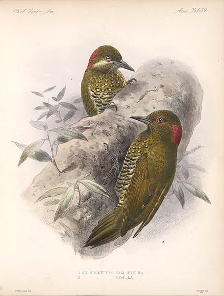 Птицы J. G. Keulemans №64