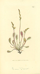 Постер Sowerby Ботаника №14