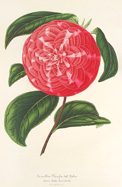 Camellia Ninfa del Tebro