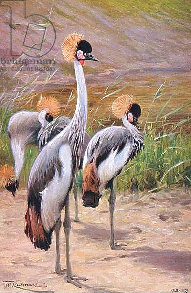 Crowned Crane, illustration from'Wildlife of the World', c.1910